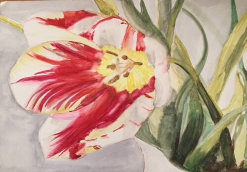 "Tulip" Floral Painting by Cherise Stutzman